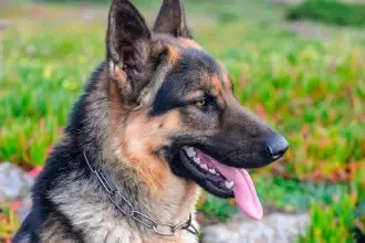 New paws on the frontline of community safety