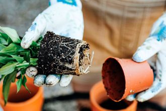 Free plants are good, but watch for weeds