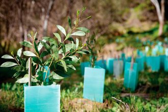 HELP OUT: Bushcare groups have regular working bees.