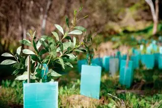 HELP OUT: Bushcare groups have regular working bees.