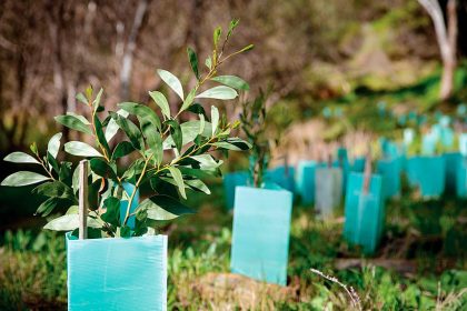 HELP OUT: Bushcare groups have regular working bees.