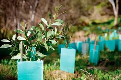 HELP OUT: Bushcare groups have regular working bees.