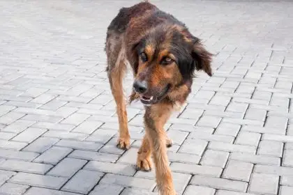 Council says focus is on avoiding attacks