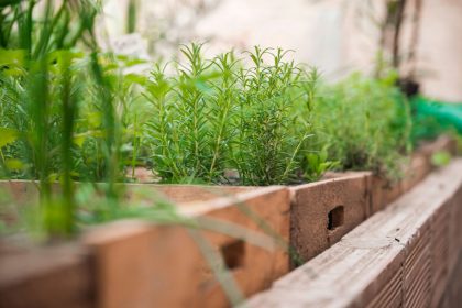 Tasty herbs will add flavour and colour to your pots and garden