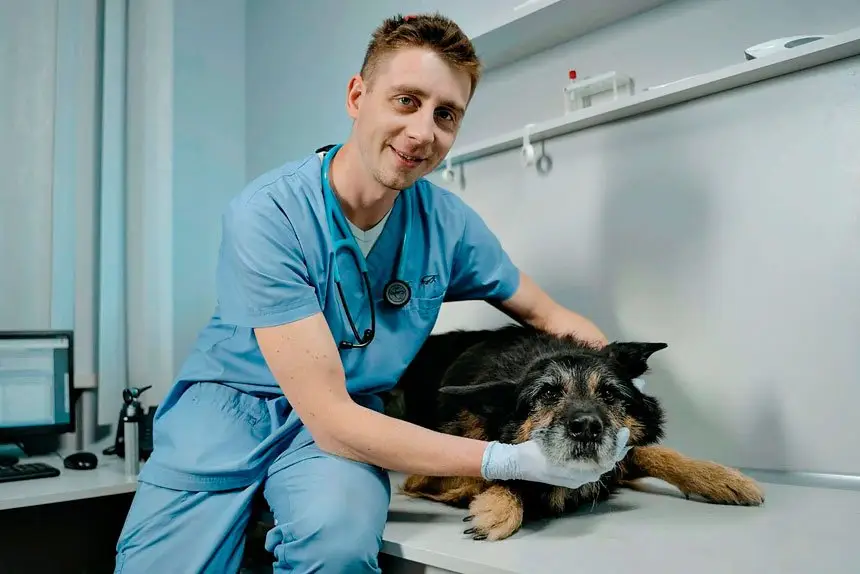 AWLQ encourages pet owners to be vigilant about the signs of parvovirus, which can vary depending on the severity of the infection.