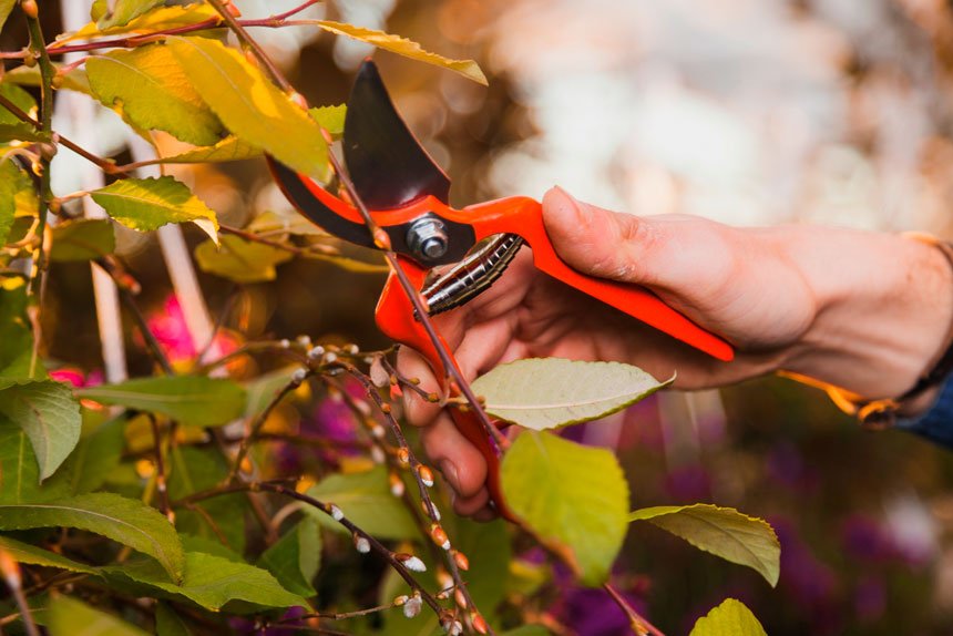 Just what does deadheading mean to you – what does it really mean?