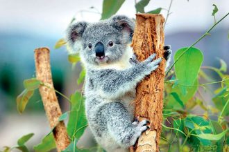MORE SPACE: Additional koala habitat is being set aside.