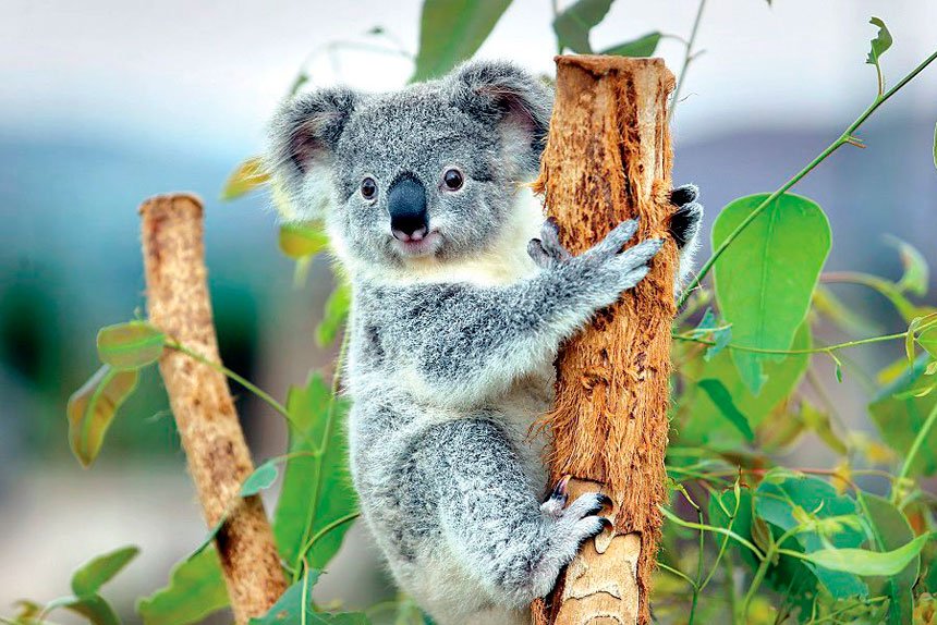 MORE SPACE: Additional koala habitat is being set aside.