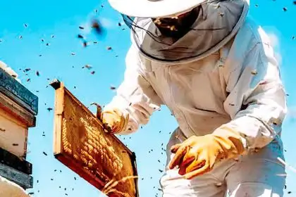 HARSH STING: The varroa mite poses a major threat.