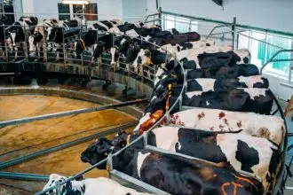 Robots bring relief to frazzled farmers