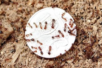 SERIOUS RISK: Fire ants could decimate the agriculture sector.