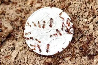 SERIOUS RISK: Fire ants could decimate the agriculture sector.