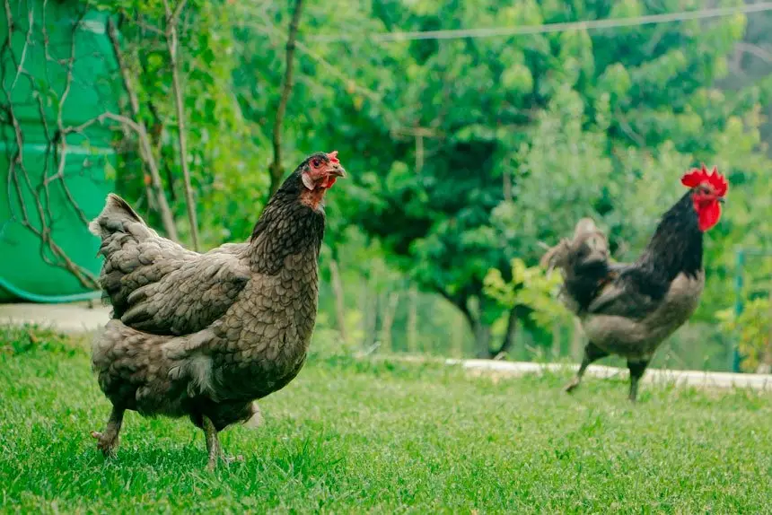 Organic fertiliser, such as chicken manure, can make a dramatic difference to your soil.
