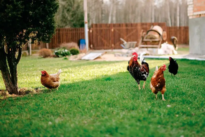 How Chicken Became Australia’s Favourite Meat