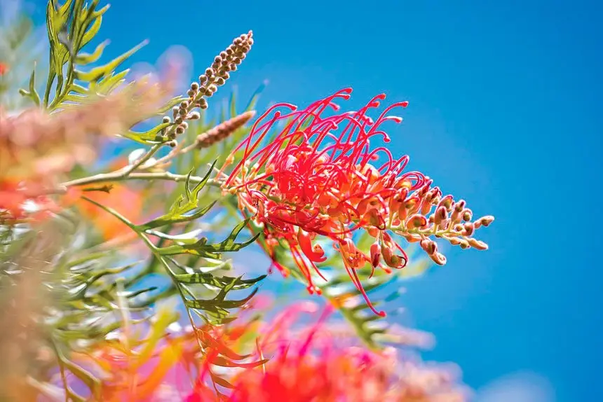 Grevillea is a favourite, with flowers in shades of red, pink, orange or cream.