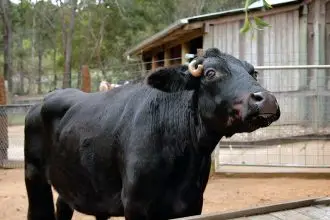 SAD LOSS: Dexter was known for his gentle nature.