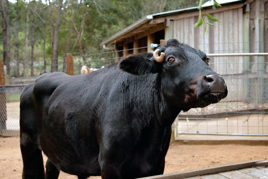 SAD LOSS: Dexter was known for his gentle nature.