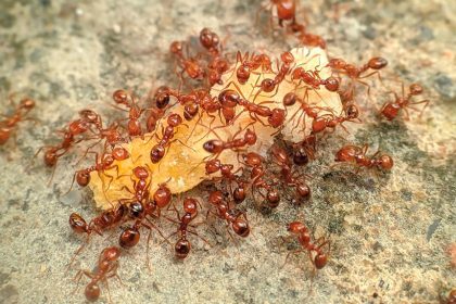 MAJOR THREAT: Fire ants are now considered the leading cause of animal extinctions.