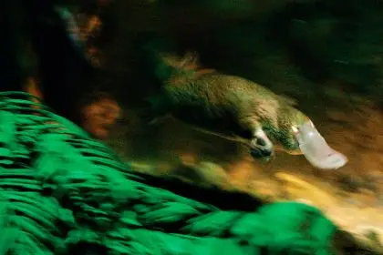 CLOSE WATCH: Platypus activities will be monitored.