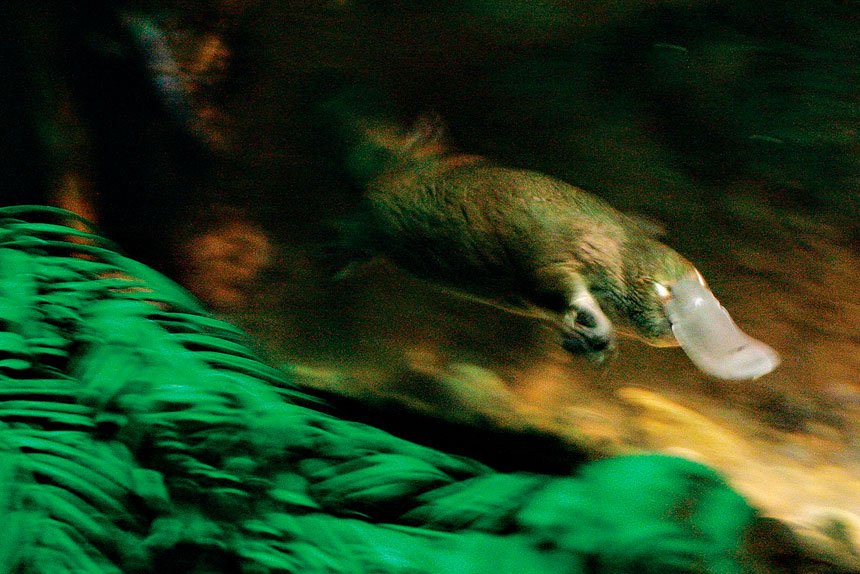 CLOSE WATCH: Platypus activities will be monitored.
