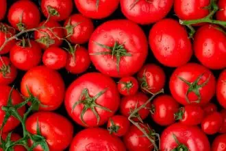 Tomato Virus Threatens Crops as GM Foods Rise