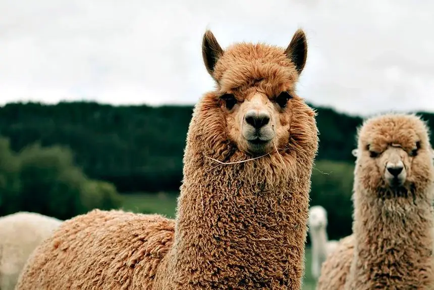 How Alpacas and Owls Are Solving Big Problems