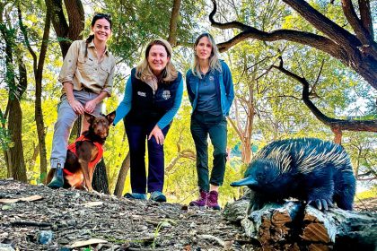 Conservation Detection Dog Handler Keely Small, Mayor Teresa Harding and Echidna Watch Project Officer Kate Dutton-Regester spot an echidna.