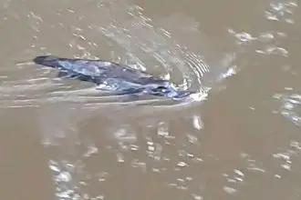 RARE SIGHTING: Platypus numbers are declining.