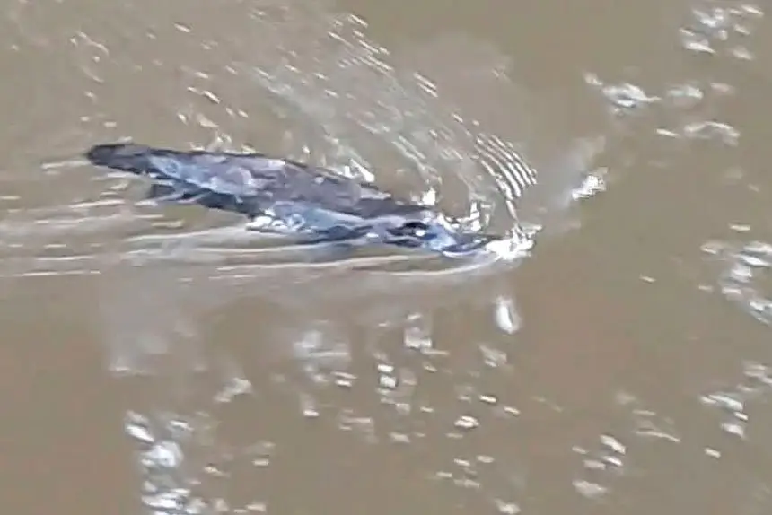 RARE SIGHTING: Platypus numbers are declining.