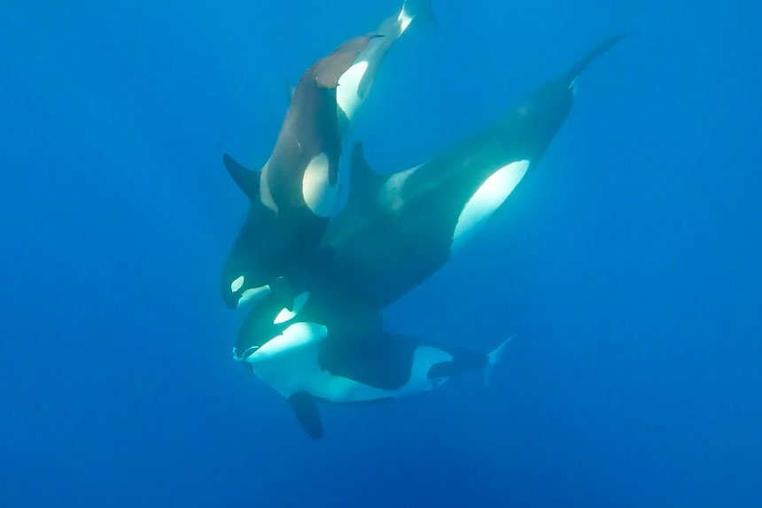 Killer Whale: Australia’s Megapod on ABC