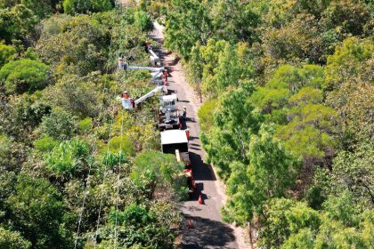 PLANT WISELY: In the past year, more than 10,000 homes have experienced power outages caused by bamboo.