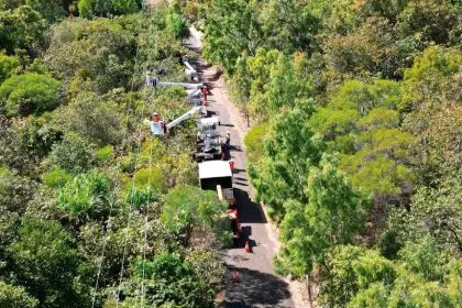 PLANT WISELY: In the past year, more than 10,000 homes have experienced power outages caused by bamboo.