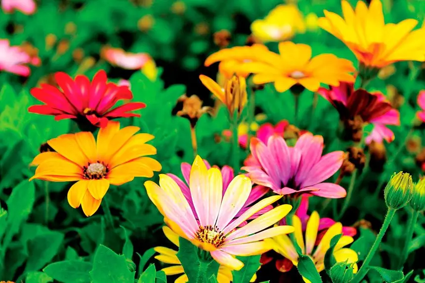 Toowoomba Carnival of Flowers Returns This Spring