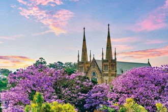 PURPLE POWER: The jacarandas are out in all their glory.