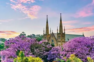 PURPLE POWER: The jacarandas are out in all their glory.