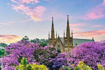 PURPLE POWER: The jacarandas are out in all their glory.