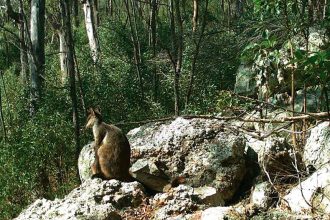 RISING THREATS: The platypus, brush-tailed rock wallaby and flying-foxes all face a range of threats and risks that have seen their conservation status elevated over the past two decades.