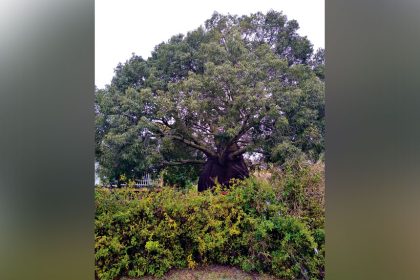 BLOOMING BEAUTIFUL: The Bottle tree in Marburg is believed to be over 100 years old.