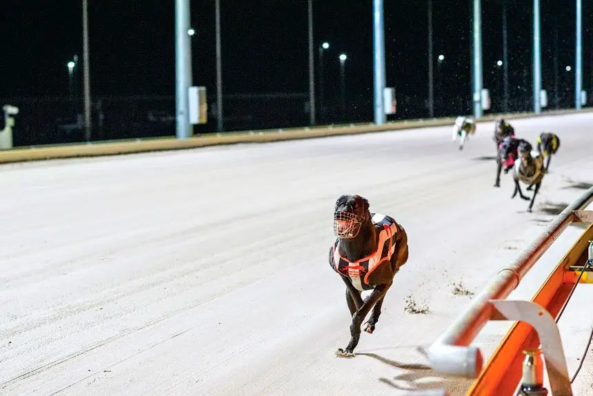 FAST TRACK: This is shaping up as a carnival to remember at The Q.