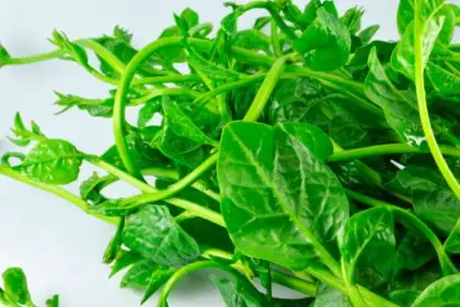 Heat-Loving Plants to Brighten Your Summer Garden