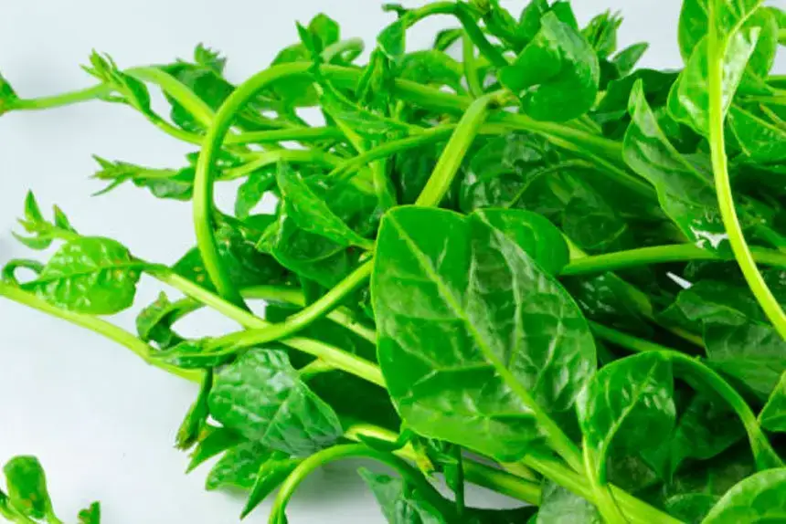 Heat-Loving Plants to Brighten Your Summer Garden