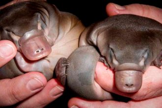 Platypus Populations Holding On After 2022 Floods