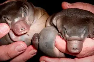 Platypus Populations Holding On After 2022 Floods