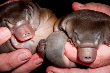 Platypus Populations Holding On After 2022 Floods