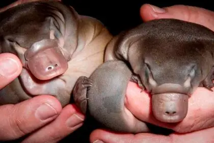 Platypus Populations Holding On After 2022 Floods