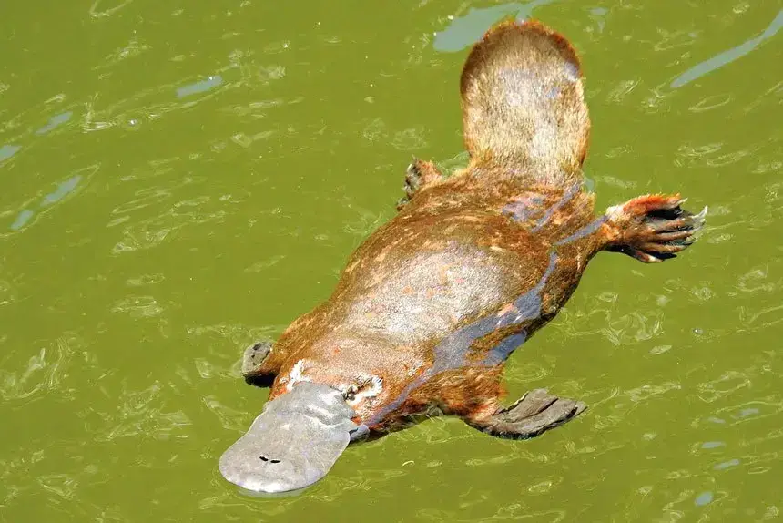 The latest eDNA testing has shown the platypus is holding on in Ipswich waterways. Photo: Tamielle Brunt.