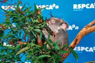 CAPACITY ISSUE: Injured koalas were turned away from an overcrowded RSPCA Wacol wildlife hospital in 2023.