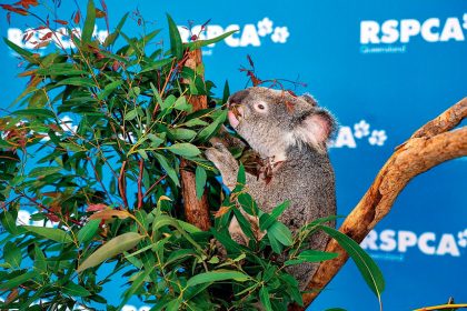 CAPACITY ISSUE: Injured koalas were turned away from an overcrowded RSPCA Wacol wildlife hospital in 2023.