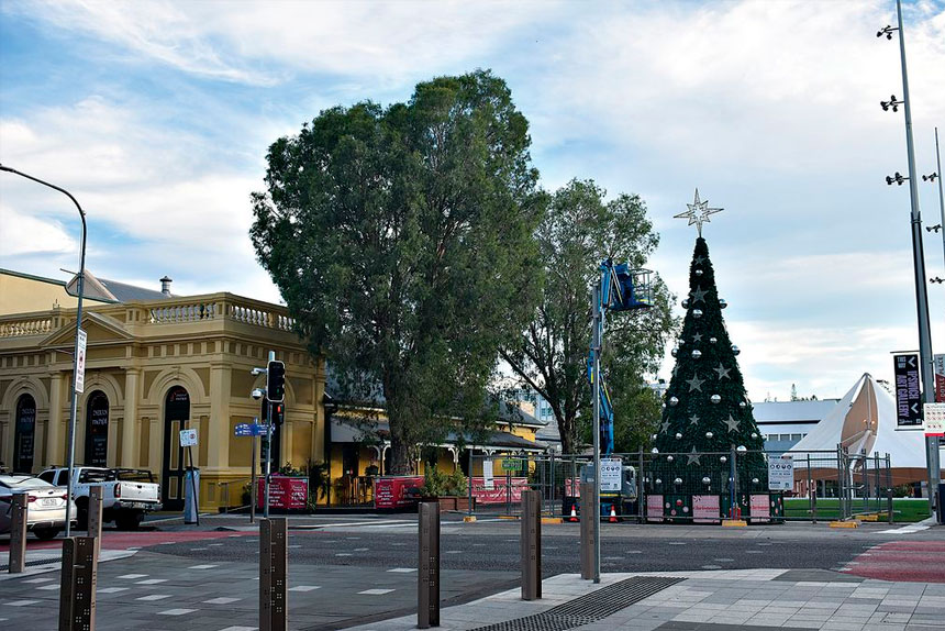 TREE PLEA: The future of two iconic paperbark trees is concerning the Ipswich Climate Action Group.