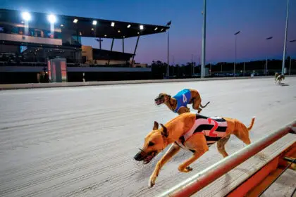 Mr Lasso (foreground) took out the first heat for the QGold Rookies. PHOTO: Queensland Greyhound Racing Club Facebook